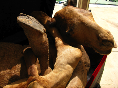 Arabian Delight(Detail)